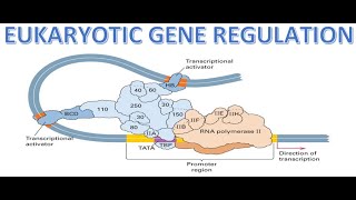 REGULATION OF GENE EXPRESSION  EUKARYOTES  TS SET ONLINE CLASSES  CSIR UGC NET  COMPLETE ZOOLOGY [upl. by Yelroc210]