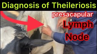 Symptoms of Theileriosis l Treatment of Theileriosis l Pyrexia l Anorexia l dr umar khan [upl. by Palladin]