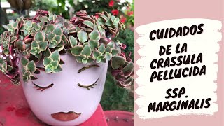 Cómo cuidar la crassula PELLUCIDA variegada  CUIDADOS de la crassula MARGINALIS RUBRA variegada [upl. by Odrareve]