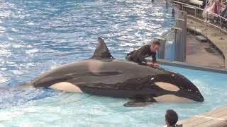 Orca Encounter and Miracles at SeaWorld Orlando [upl. by Ibrad]