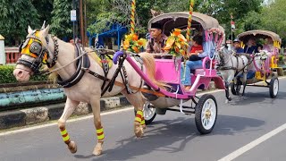 KUDA ● KUDA DELMAN  VERSI ARAK²AN NGANTAR PENGANTIN FULL  SHOLAWAT MABRUK ALFA MABRUK [upl. by Coray]