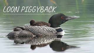 Common Loon Parent and Baby Chick Piggy Back Fun [upl. by Mal]