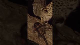 Leopard Adopts Baby Baboon After An Unfortunate Incident [upl. by Jezrdna]