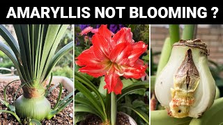 Why is My Amaryllis Not Blooming 5 Reasons You Must Know Turn on CC [upl. by Ueihtam]