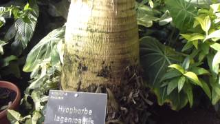 RHS Wisley Garden  Aechmea orlandiana growing on Bottle palms  Brönugras [upl. by Seedman]