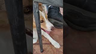 Dog vs tortious [upl. by Subocaj]