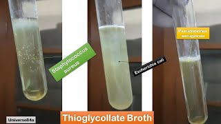 E coli  Staphylococcus aureus and Pseudomonas aeruginosa growth on Thioglycollate broth [upl. by Eilrac897]