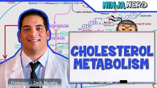 Metabolism  Cholesterol Metabolism [upl. by Bethesda]