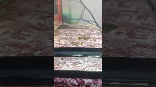 Guppy fish bachhe dene wali h [upl. by Leinad]