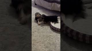 Playful Teacup Yorkie puppies disappearing act [upl. by Strauss163]