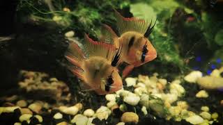 Balloon Ram Cichlids in Community Tank [upl. by Aliuqehs]