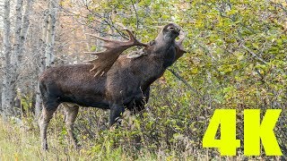 THE ULTIMATE ALASKA BULL MOOSE COMPILATION  4K [upl. by Oicirtap]