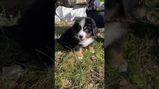 kennel Bär Vom Matterhorn  Bernese Mountain Dogs  Introduces Adorable  Too Cute  Animal Planet [upl. by Rodd]