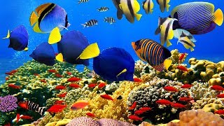 4K The most beautiful coral reefs and undersea creature on earth [upl. by Sparks]