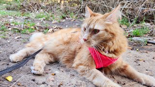 Custard at Gladesville Hospital Park [upl. by Jolynn158]