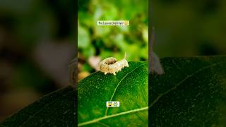 caterpillar 💀 shorts vnvideoeditor natureshorts [upl. by Jerrylee113]