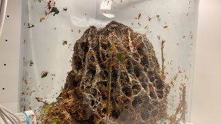 Ant colony LIVE Leafcutter ants Atta Cephalotes [upl. by Letsyrhc]