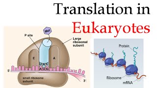 Protein translation in eukaryotes [upl. by Wahs]