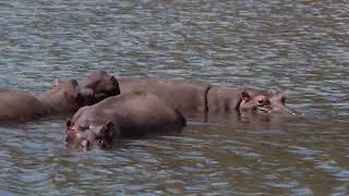 Blyde River Canyon 7 9 24 Hippo Water Monitor and Toucan [upl. by Yasnyl]