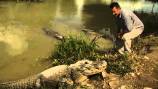 Amazing Dancing Water from Alligator Roars [upl. by Bruno451]