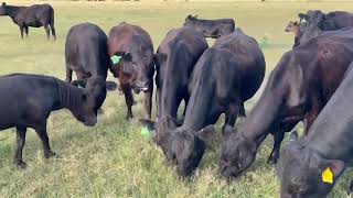 12 Head of First Calf Angus Pairs 08062  Cattle for sale [upl. by Nylavad]