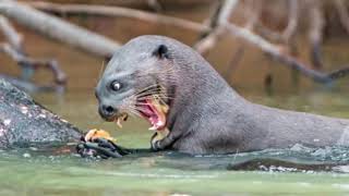 EL PODER DE LA NUTRIA GIGANTE VS jaguar caiman anaconda tortuga  LEY DEL MÁS FUERTE [upl. by Eenafit]