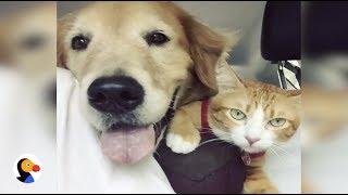 Dog Adopts Feral Kitten and Become BEST Friends  The Dodo [upl. by Caddric]