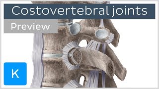 Costovertebral joints and ligaments preview  Human Anatomy  Kenhub [upl. by Inami]