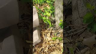 Jack In The Pulpit Young Plants Native North America In My Woodlands [upl. by Kidder]