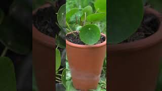 Tip Tuesday  Pilea houseplants plants houseplantclub indoorplants plantcare planthome [upl. by Rosanne673]