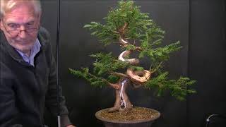 Taxus bacata English Yew [upl. by Deborath668]