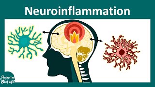 Neuroinflammation  Role of microglia in Neuroinflammation [upl. by Issy925]