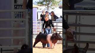 The moment amp the picture Karis showing at The Final Drive livestock show livestockshow showpigs [upl. by Enytsirk]