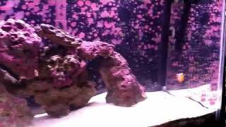 Coralline Algae Growth [upl. by Fanestil906]