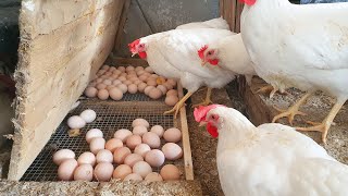 Amazing How to chickens laying eggs Chicken Farm [upl. by Prichard]