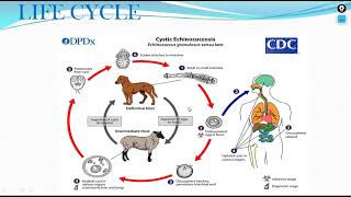 Echinococcus Granulosus [upl. by Erapsag5]
