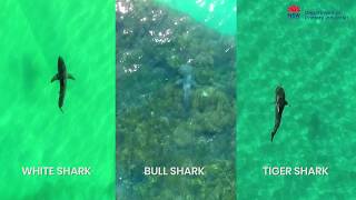 Know your sharks from the air  identification tool for drone pilots [upl. by Owiat]