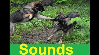 Dog Fight Sound Effects With Drawing [upl. by Nyliac]