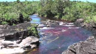 Caño Cristales ⎯ El río de los cinco colores [upl. by Giffie]