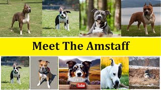 Meet the AmStaff [upl. by Iat292]