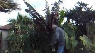 HTUK Dave pulls in Ensete ventricosum Maurelii at Hardy Tropicals [upl. by Maryl]