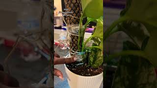 Scindapsus Exotica on moss pole update aerial roots attachment plantdwithjae pothos [upl. by Annehcu]