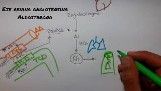 FISIOLOGÍA DEL SISTEMA RENINA ANGIOTENSINA ALDOSTERONA  Fácil y Practico 2018 [upl. by Gwenore]