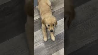 Dog is my bestfriend shorts shortvideo dog tiktok oscar reels bff pets goldenretriever fyp [upl. by Marigolda]