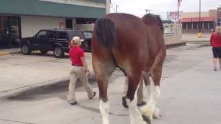 Where does a Clydesdale horse stop for a breakthe Tin Lizzy Tavern [upl. by Ylliw]