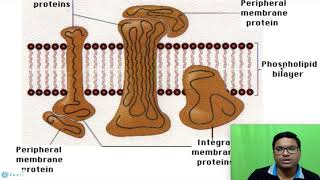 Eukaryotic Cell Plasma membrane [upl. by Almond147]