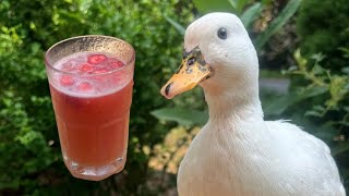 I Made My Pet Duck A Pink Drink [upl. by Eniawd]