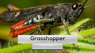 Grasshopper Sound  1min onWILD Ep1  DiogoOliveiraPhotography [upl. by Eisiam]