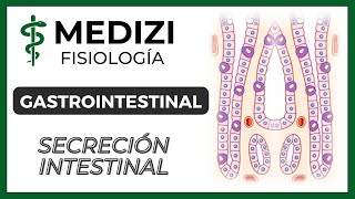 Clase 52 Fisiología Gastrointestinal  Secreción Intestinal IGdoctorpaiva [upl. by Nygem]