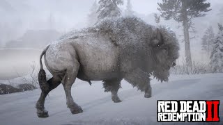 Red Dead Redemption 2  Legendary White Bison Location amp Hunt [upl. by Airbmat948]